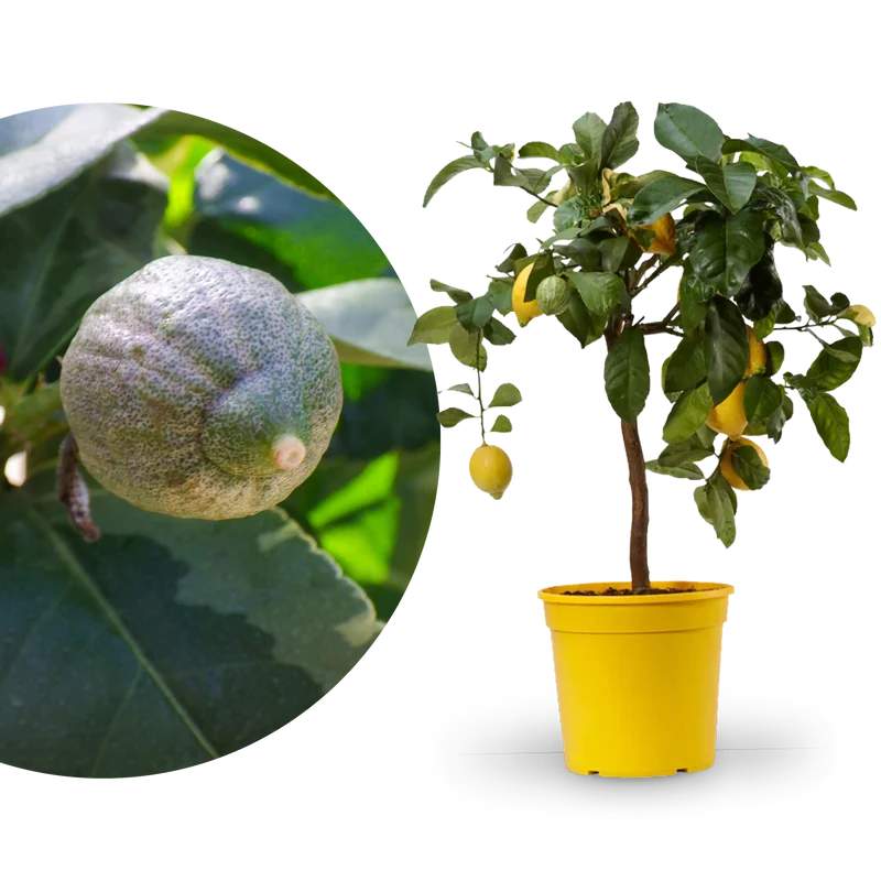 Buntlaubige Zitrone LEMON TIME® 'Variegata'