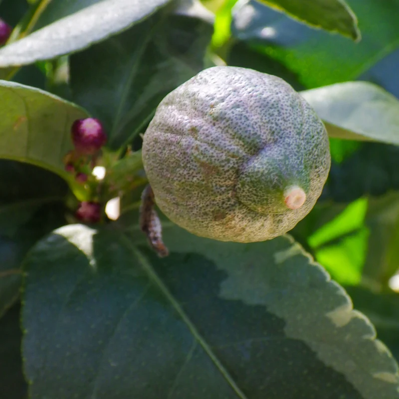 Buntlaubige Zitrone LEMON TIME® 'Variegata'