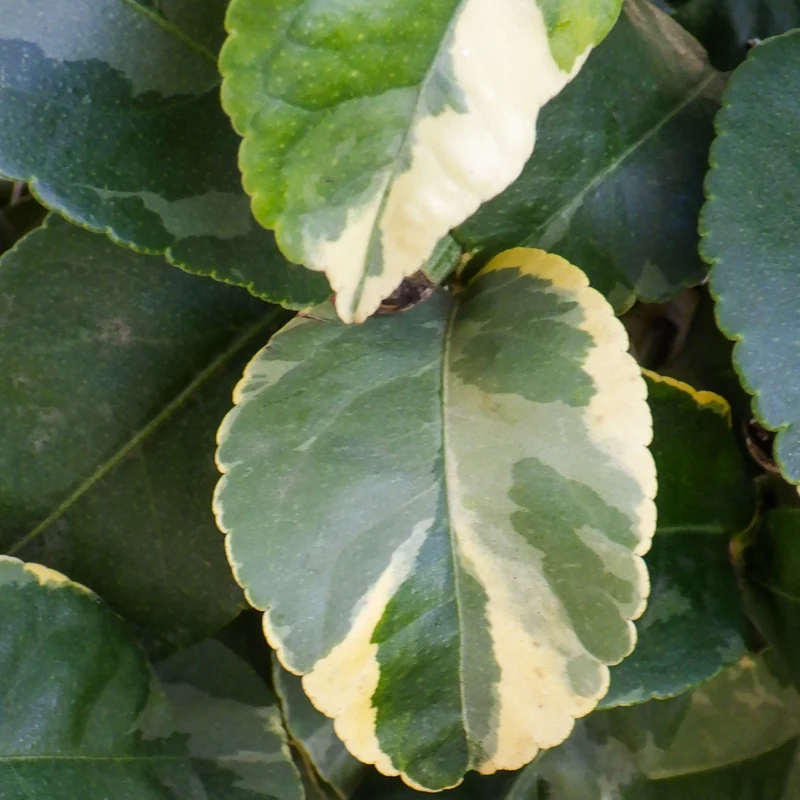 Buntlaubige Zitrone LEMON TIME® 'Variegata'