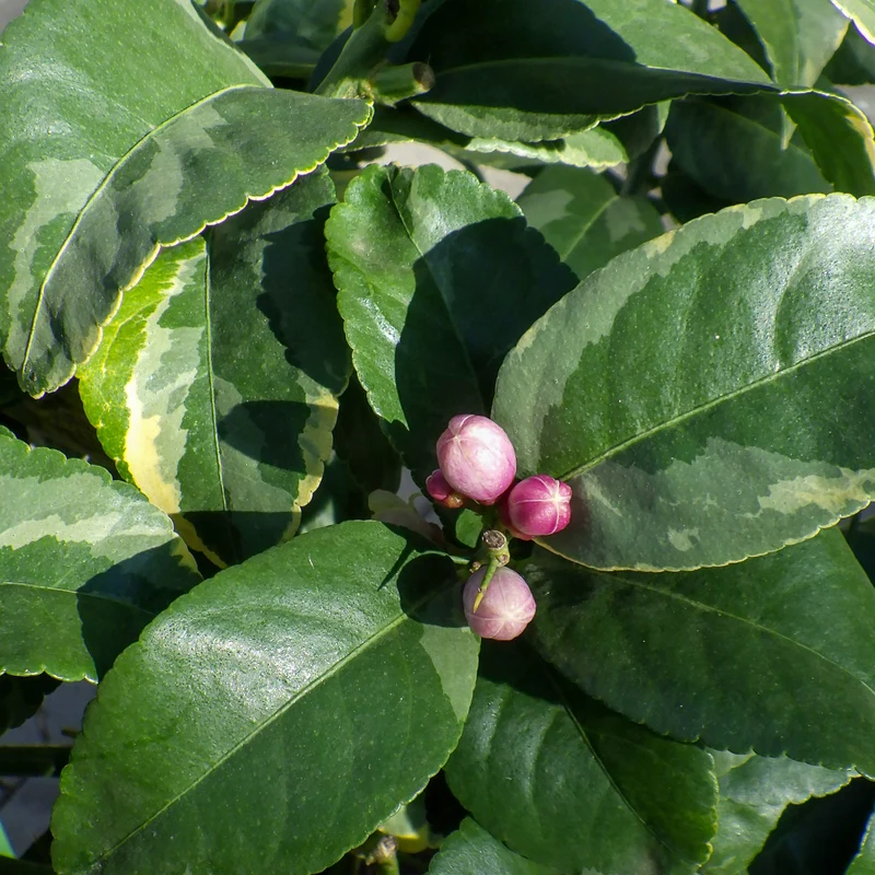 Buntlaubige Zitrone LEMON TIME® 'Variegata'