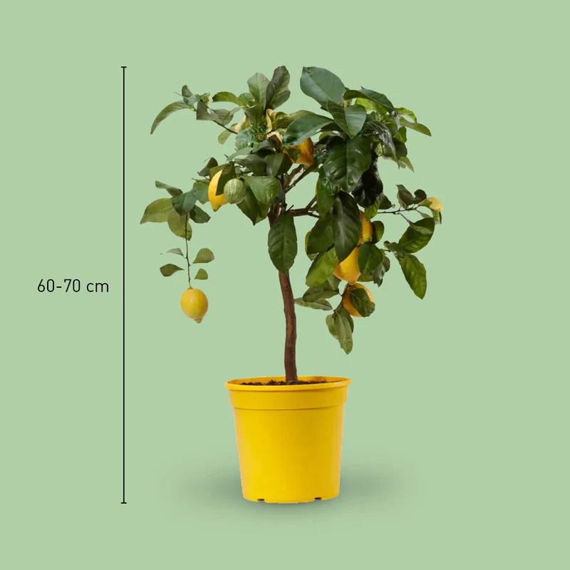 Buntlaubige Zitrone LEMON TIME® 'Variegata'