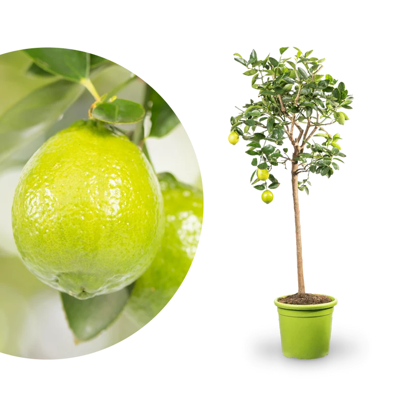 Persische Limette LIME TIME® (Caipirinha Limette) XXL-Größe