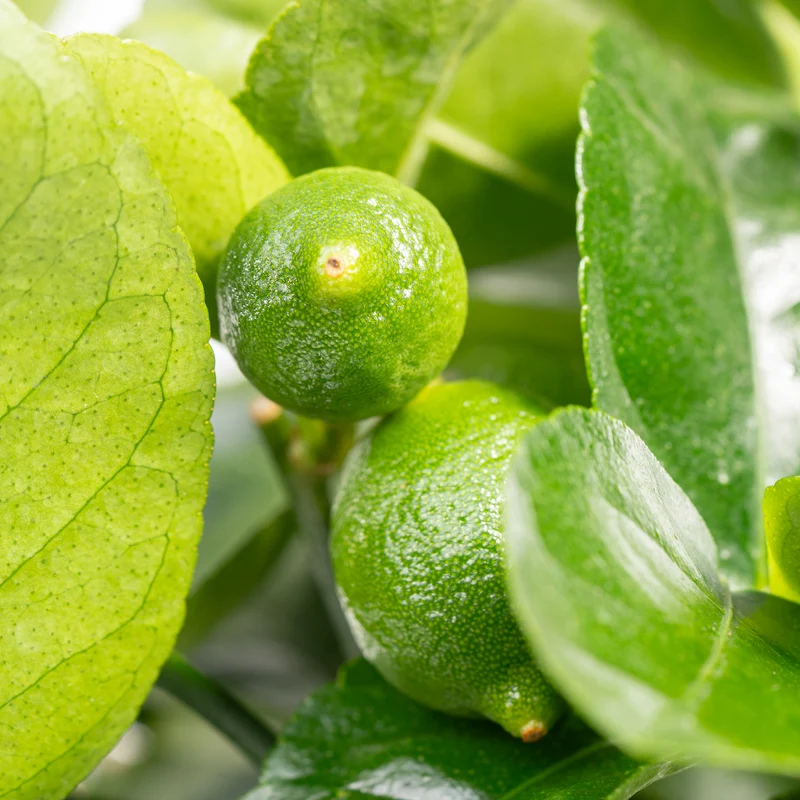 Persische Limette LIME TIME® (Caipirinha Limette) XXL-Größe