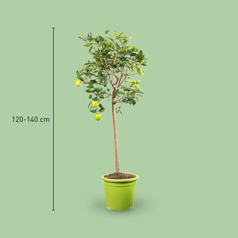 Persische Limette LIME TIME® (Caipirinha Limette) XXL-Größe
