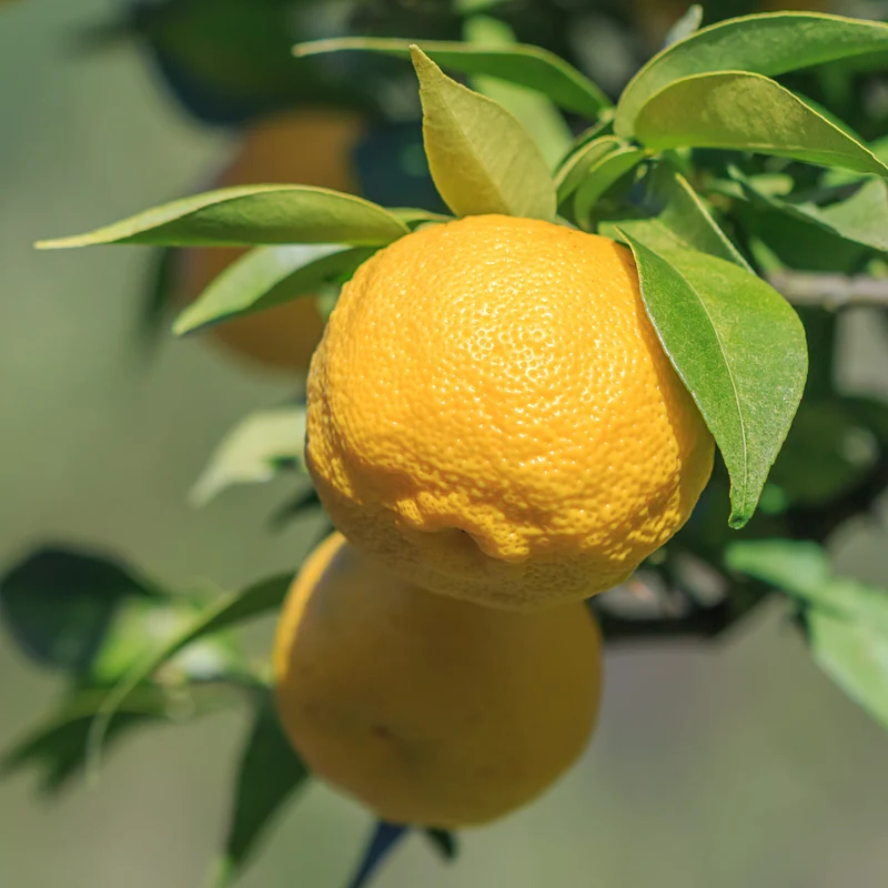 Yuzu-Zitrone