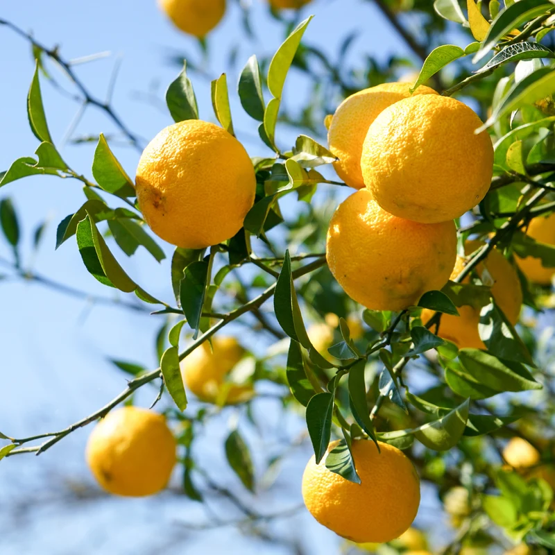 Yuzu-Zitrone