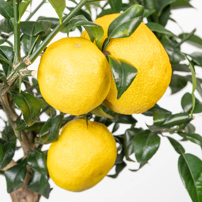 Yuzu-Zitrone