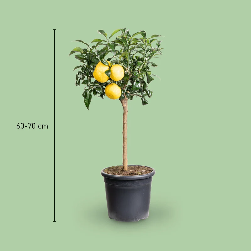 Yuzu-Zitrone