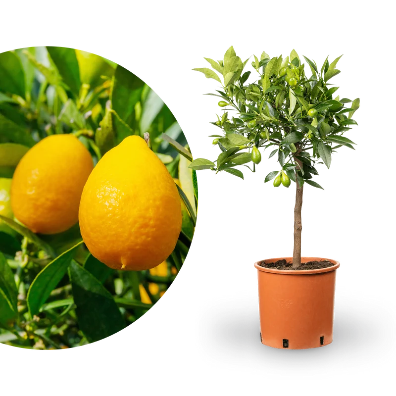 Limequat LIME TIME®