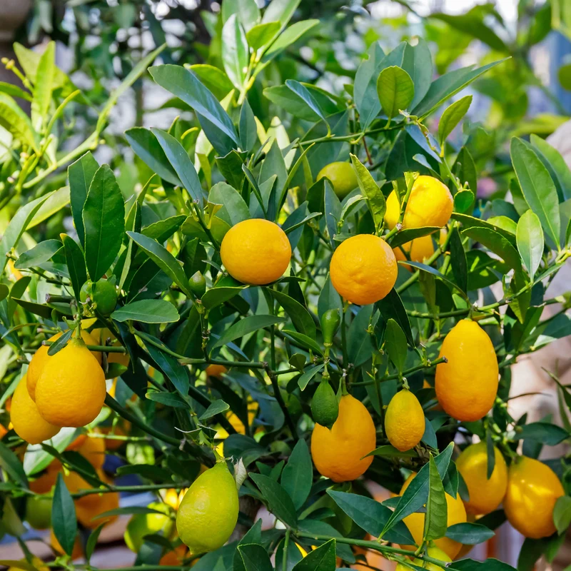 Limequat LIME TIME®