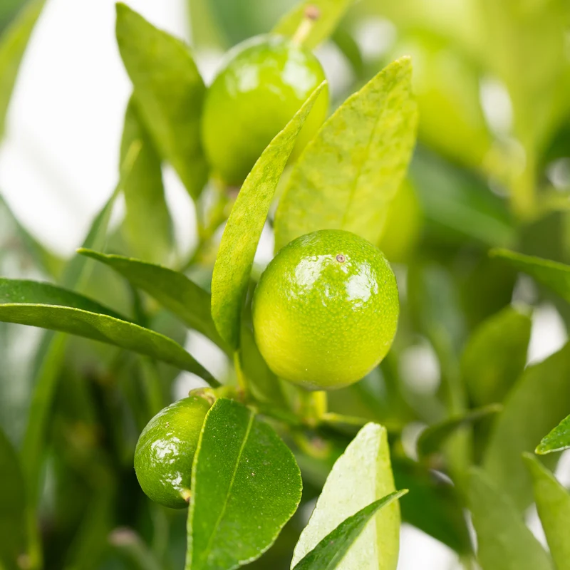 Limequat LIME TIME®