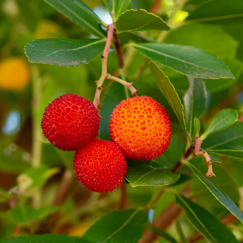 Westlicher Erdbeerbaum