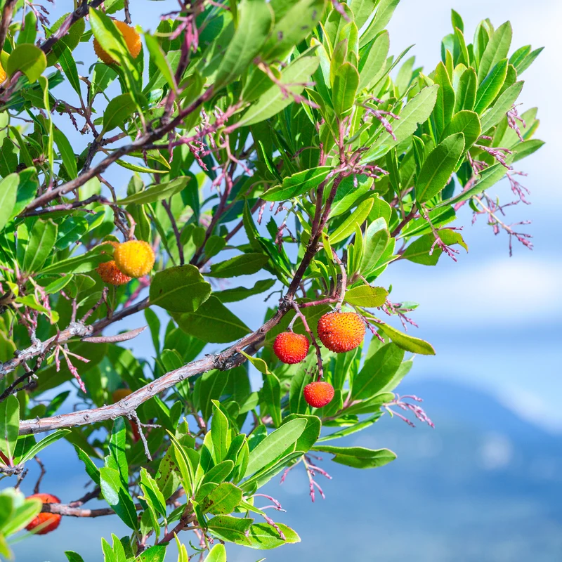 Westlicher Erdbeerbaum