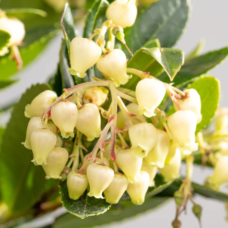 Westlicher Erdbeerbaum