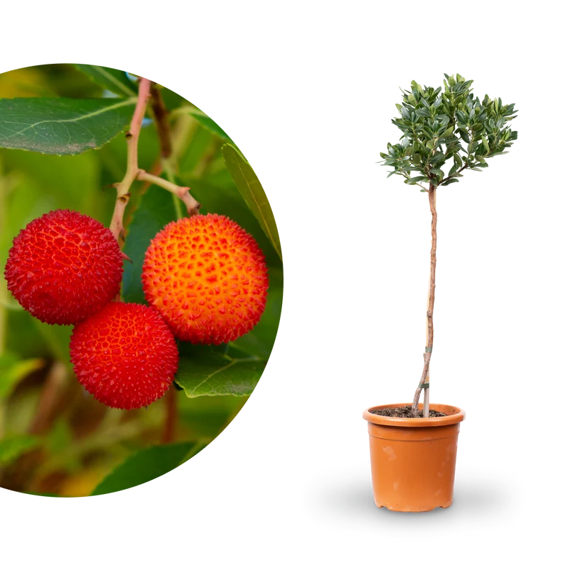 Westlicher Erdbeerbaum