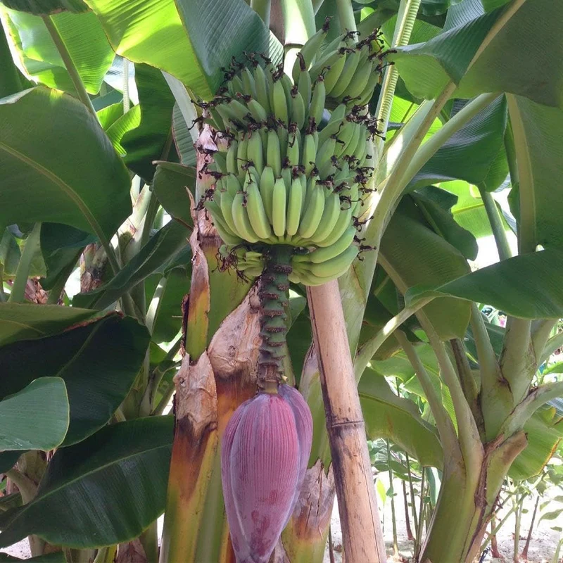 Dwarf Cavendish Banana Seeds for Planting,Dwarf Musa | Tropical Fruit Tree Seeds