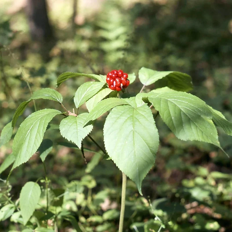 American Ginseng Herb Seeds for Planting, Panax Quinquefolius