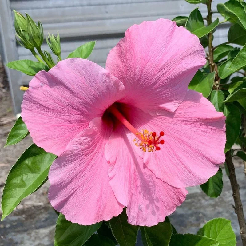 Salmon Pink Hibiscus Seeds for Planting