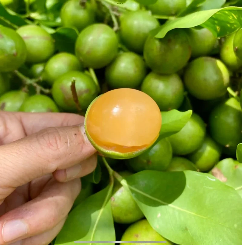 Lemon Sweet Spanish Lime Seeds, Planting