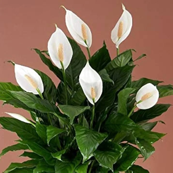 Spathiphyllum Peace Lily Seeds for Planting