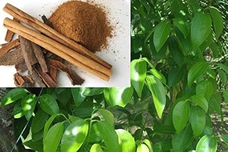 Cinnamon Tree Seeds,for Planting