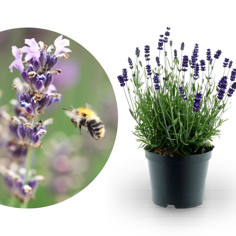 Lavendel 'Munstead' Blauviolett