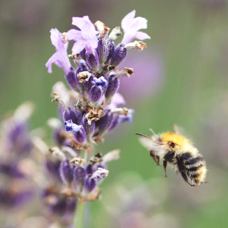 Lavendel 'Munstead' Blauviolett