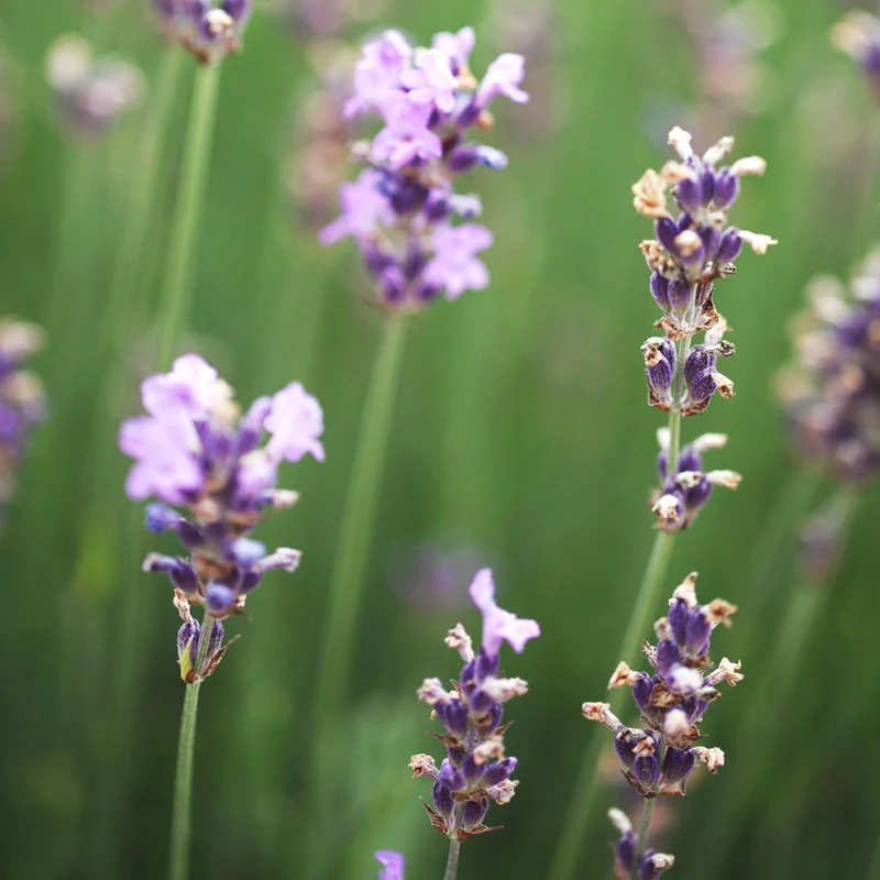 Lavendel 'Munstead' Blauviolett