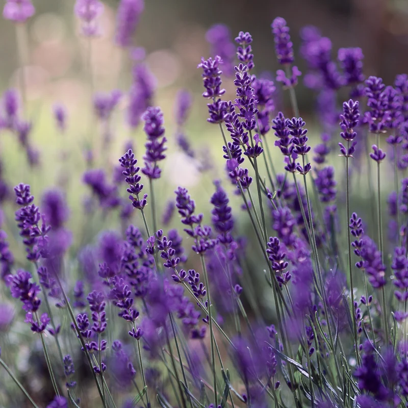 Lavendel 'Munstead' Blauviolett