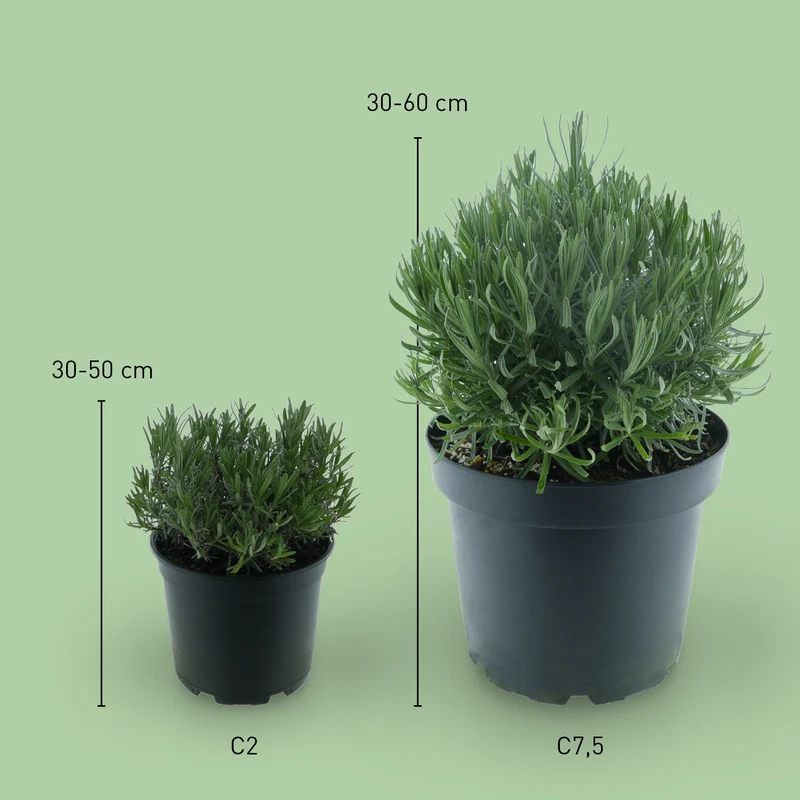 Lavendel 'Munstead' Blauviolett