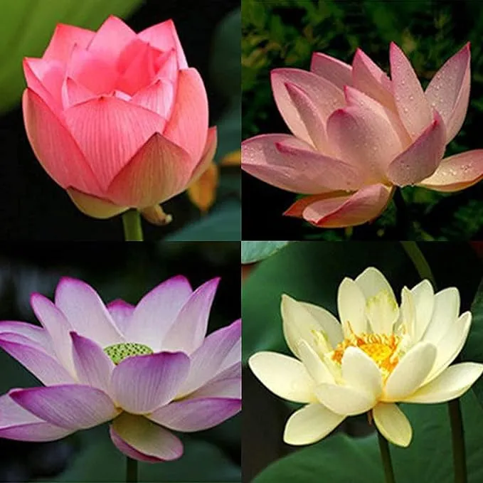 Mixed Bowl Lotus Seeds for Planting