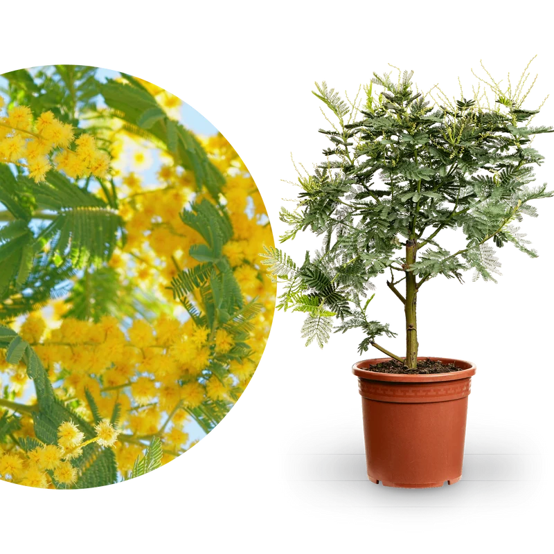 Gelbe Mimose 'Gaulois'