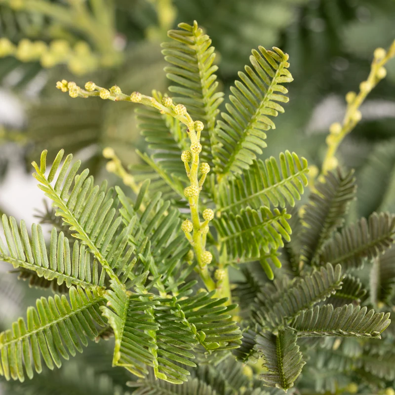 Gelbe Mimose 'Gaulois'