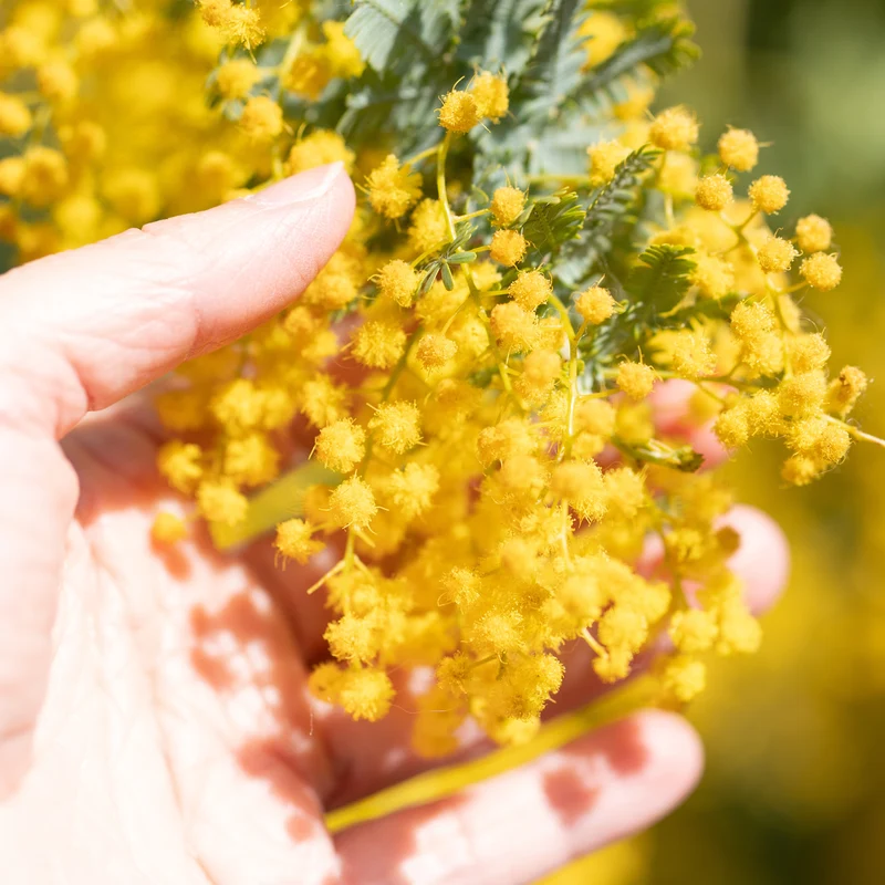 Gelbe Mimose 'Gaulois'