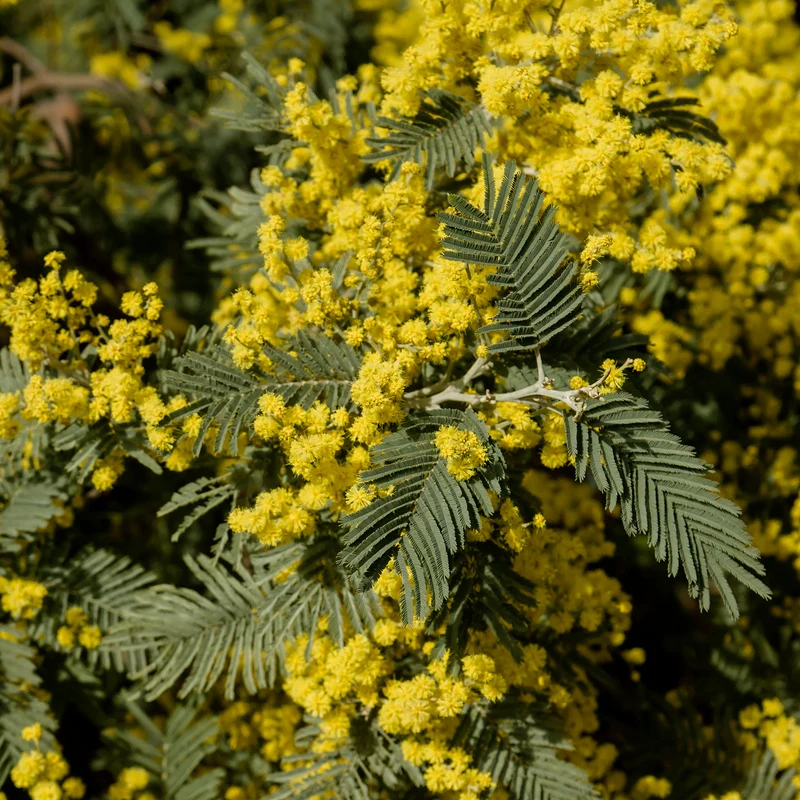 Gelbe Mimose 'Gaulois'