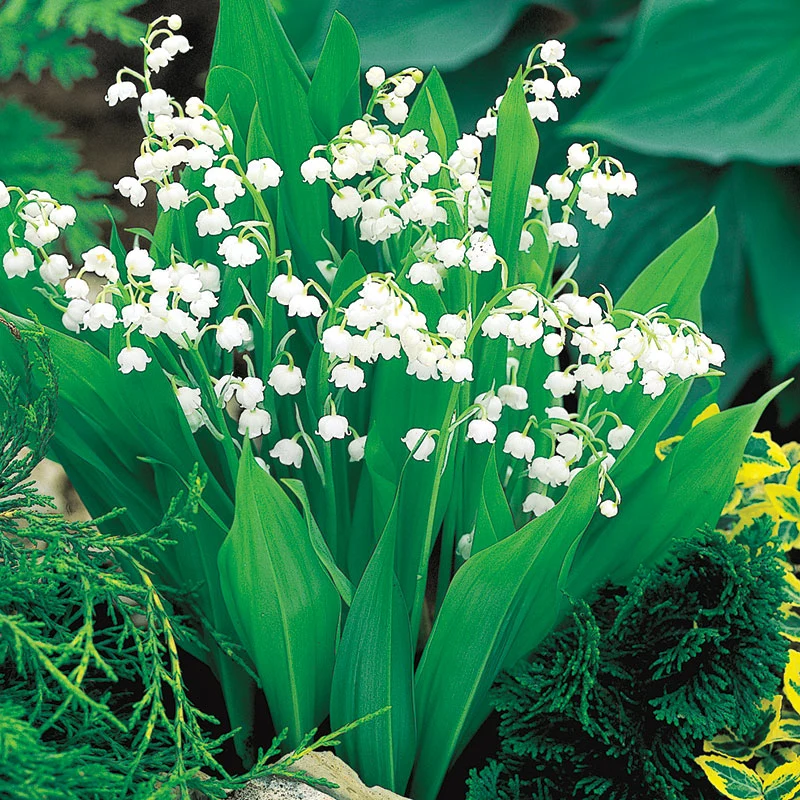 Valley Flower Seeds – Elegant Seasonal Blooms for Gardens