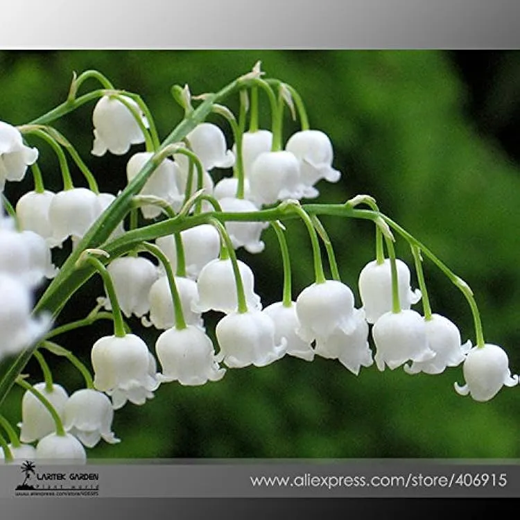 Valley Flower Seeds – Elegant Seasonal Blooms for Gardens