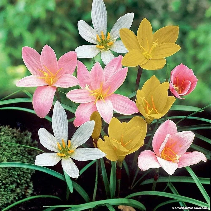 Rain Lily Seeds (Mixed Rain Lily Flower Seeds) - Colorful Blooms for Easy Garden Planting