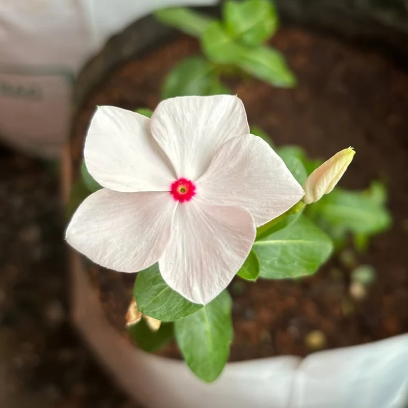 Vinca Seeds (Vinca Periwinkle Flower Seeds) - Easy Growing Blooms for Gardens & Borders