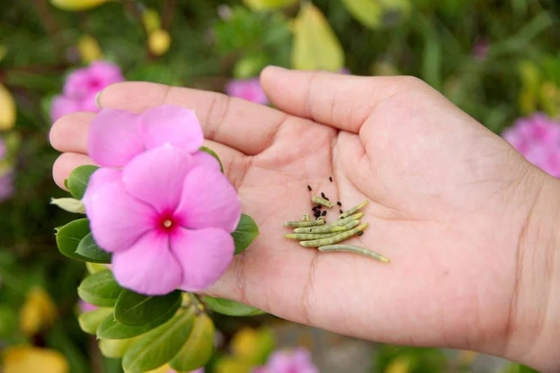 Vinca Seeds (Vinca Periwinkle Flower Seeds) - Easy Growing Blooms for Gardens & Borders