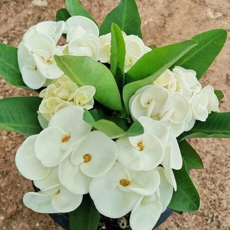 Euphorbia Milii Seeds – Crown of Thorns Flower for Garden
