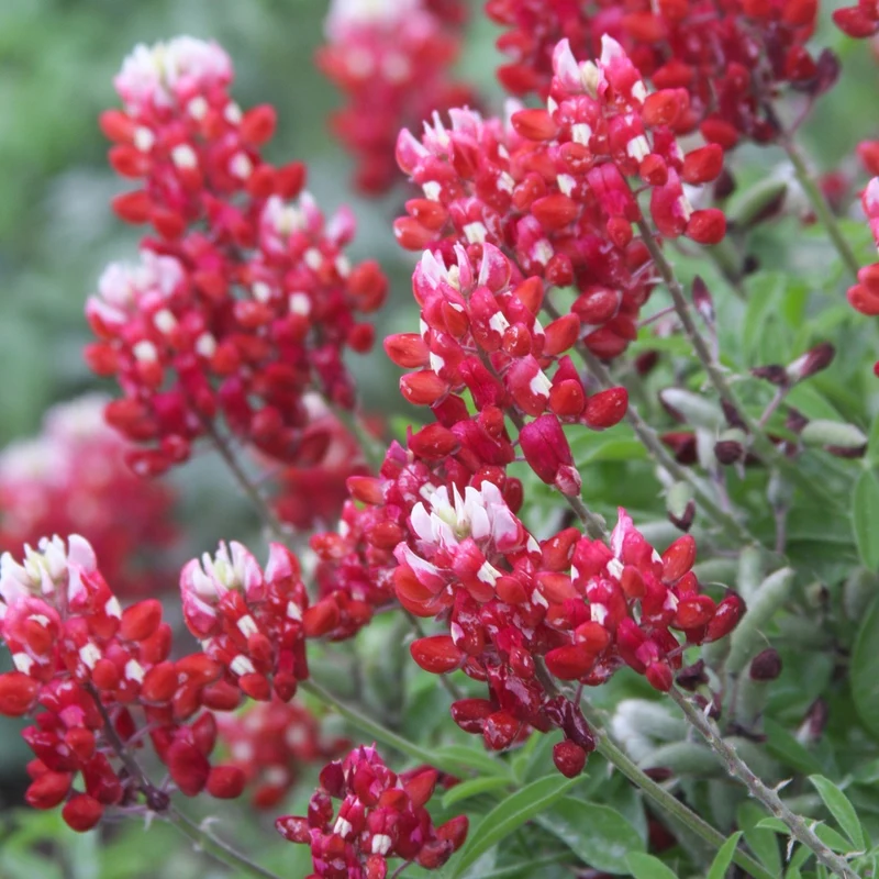 Maroon Red Texas Bluebonnet Seeds, Planting