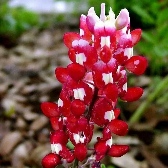 Maroon Red Texas Bluebonnet Seeds, Planting
