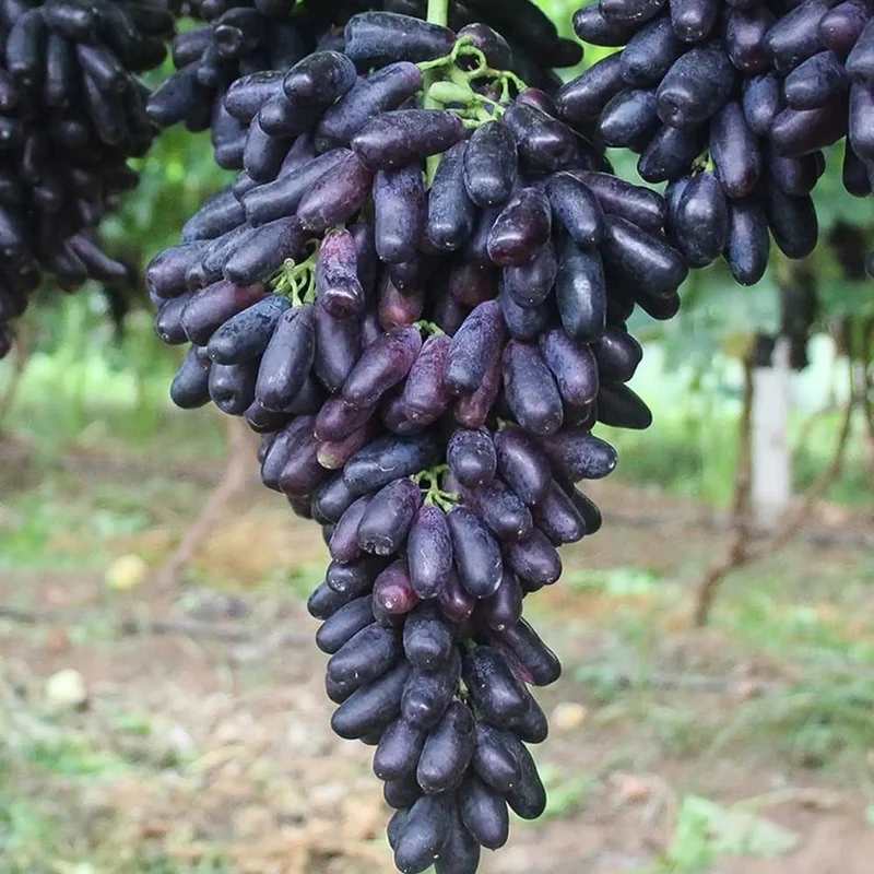 Rare Black Finger Grape Seeds For Planting