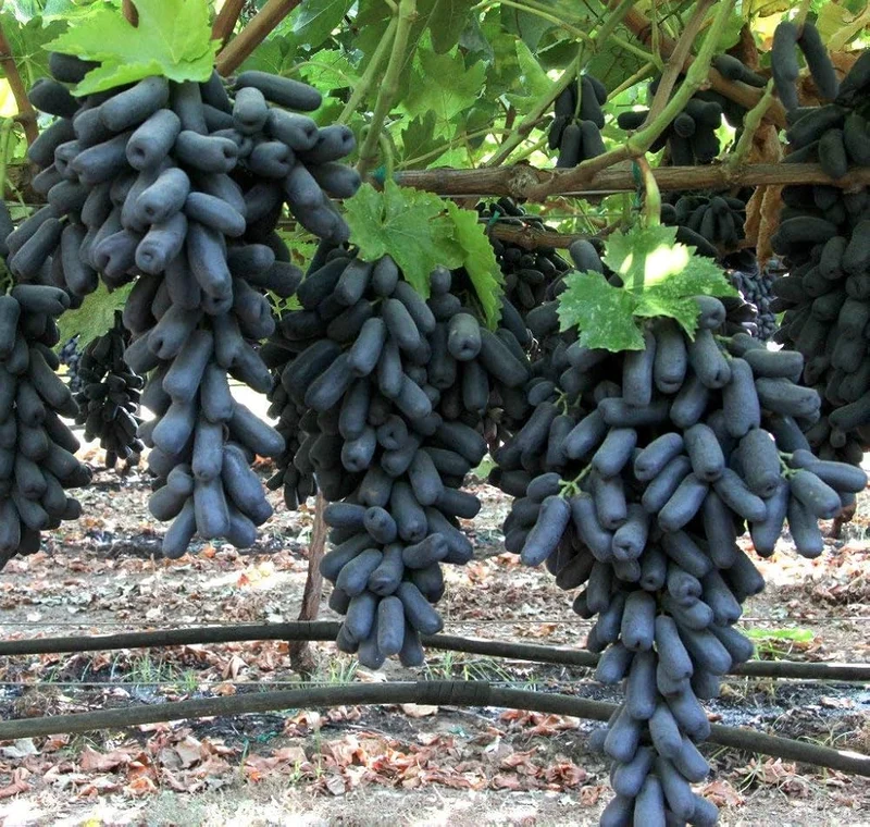 Rare Black Finger Grape Seeds For Planting