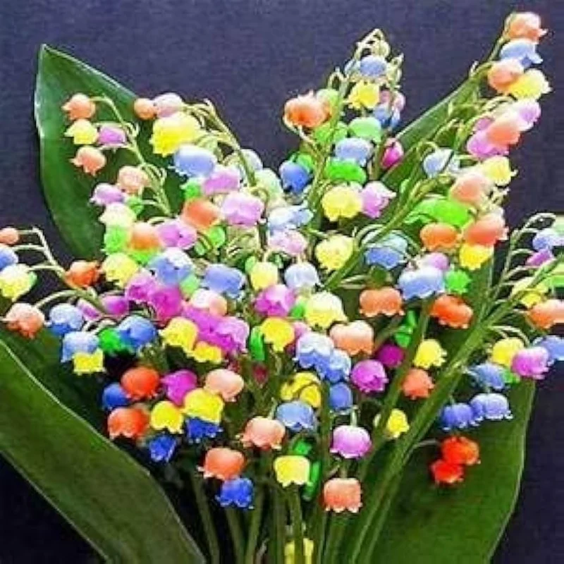 Bag Bell Orchid Flower Seeds, Planting