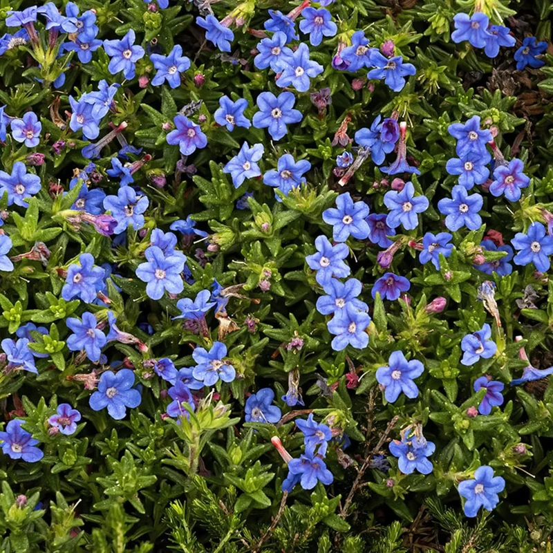 Glandora Diffusa Seeds – Perennial Hardy Ground Cover for Gardens & Containers