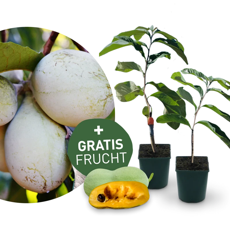 Entdecke mich: Indianerbanane Pawpaw