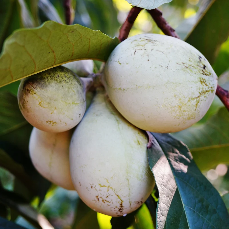 Entdecke mich: Indianerbanane Pawpaw