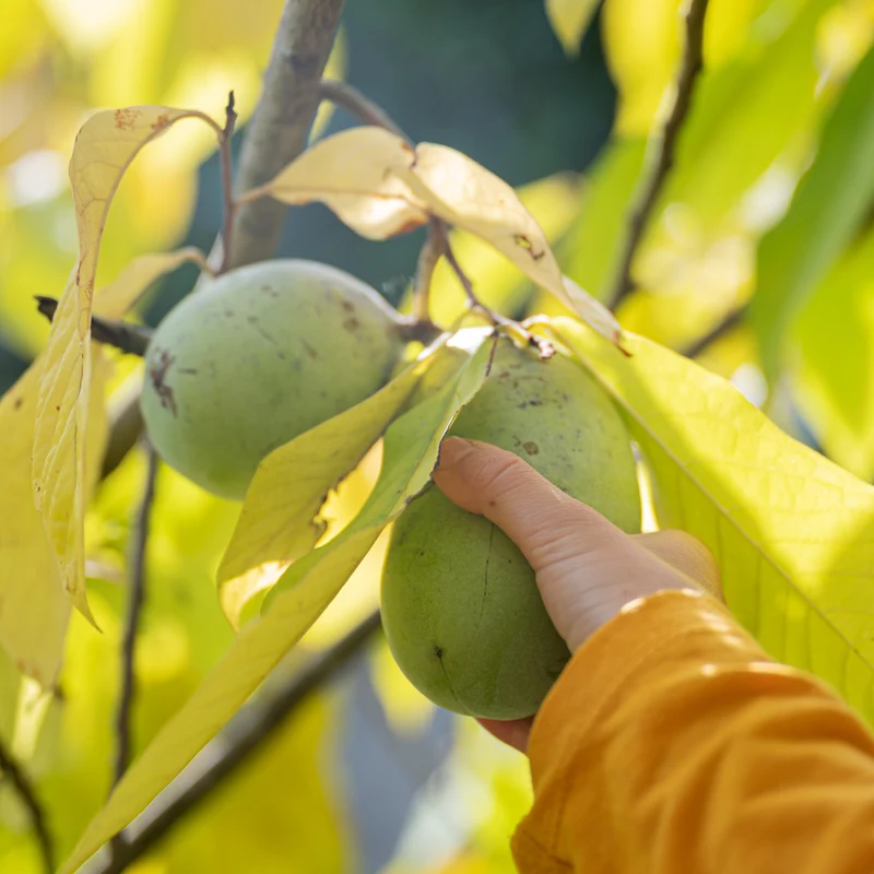 Entdecke mich: Indianerbanane Pawpaw